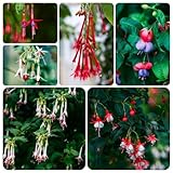 450 pcs fuchsien pflanzen winterhart samen - schnittblumen, exotische pflanzen (Fuchsia hybrida)...