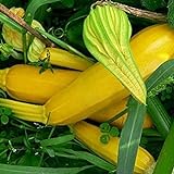 100 Stück gelbe Zucchini-Samen, Garten, Hof, Bonsai, gentechnikfrei, Kürbis-Gemüsepflanzen,...