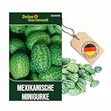 Mexikanische Minigurke Samen - Melothria scabra - -Gurkensamen - Minigurkensamen - Gemüsesamen -...