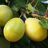 Lippische Eierpflaume schmackhafte gelbe Pflaume Pflaumenbaum Buschbaum ca. 110-140 cm 7,5 Liter...