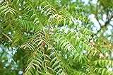 Neembaum Azadirachta indica Pflanze 5-10cm Neem Niembaum Neempflanze Rarität