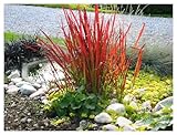 3 x Imperata cylindrica ‚Red Baron‘ 1 Liter (Ziergras/Gräser/Winterhart) Japanisches Blutgras