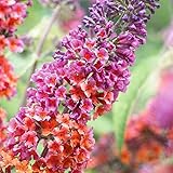 Gardeners Dream Schmetterlingsflieder Winterhart 'Flower Power' - Buddleia Sommerflieder Winterhart...