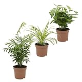 Dominik Blumen und Pflanzen, Indoor-Trio - Kaffee-Pflanze Coffea arabica, Grünlilie Chlorophytum...