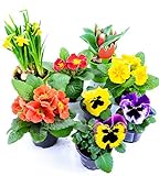 Frühlingsblumen Set 10, Narzissen, Tulpen, Primeln & Stiefmütterchen