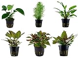 Tropica Mitte Set mit 6 Topf Pflanzen Aquariumpflanzenset Nr.32 Wasserpflanzen Aquarium...