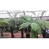 Baumfarn Dicksonia Antarktica 30-50 cm – Urzeitrelikt für Garten & Innenbereich | Pflegeleicht,...