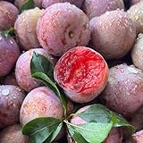 pflaumenbaum winterhart, balkon deko exotische kaufen exotische mehrjährig 10samen