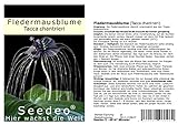 Seedeo Fledermausblume (Tacca chantrieri) 15 Samen