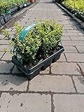 Ilex 'Crenata' 20-25 cm 6 Pflanzen - Stechpalme Heckenpflanzen - Idealer Buchsbaum-Ersatz