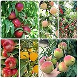 pfirsich - pfirsichbaum - obstbaum steingartenpflanzen winterhart obstbäume, garten deko...