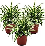 Grünlilie, (Chlorophytum comosum), luftreinigende Zimmer und Büropflanze, (3 Pflanzen je im 12cm...