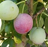 Löhrpflaume, Pflaumenbaum, Niedrigstamm (kleinbleibend) 120-140cm im 10L-Topf