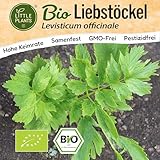 Little Plants BIO Liebstöckel Samen 80 Liebstöckelsamen Kräutersamen für Kräutergarten Hochbeet...