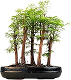 Bonsai Wald Metasequoia – Lebender Urweltmammutbaum im 25cm Topf | Indoor/Outdoor Bonsai Baum |...