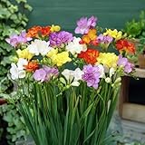 15 Blumenzwiebeln Freesia Doppelblüten-Mischung | Umfang 5/6 cm | Blumenzwiebeln von den besten...