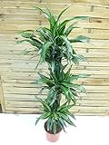 [Palmenlager] - XL Dracaena fra. Ulises 160 cm - 3er Tuff - Drachenbaum - // Zimmerpflanze