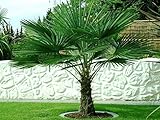 Trachycarpus fortunei Hanfpalme 130 bis 170 cm Höhe aus Deutscher Freilandzucht. Frosthart bis - 19...