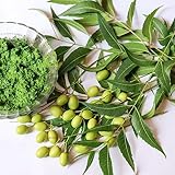 80 Stücke Neem Baum Samen - Neembaum Samen - Niembaum - Minigarten, Winterharte Kübelpflanzen...