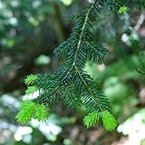 nordmanntannesamen, für balkon winterhart Abies nordmanniana für garten 300pcs