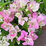 400 pcs Bougainvillea Pflanze Samen geschenke für gartenliebhaber Bougainvillea spectabilis bonsai...