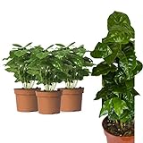 3 Echte Kaffee Pflanze Coffea Arabica ca. 30cm - Kaffeepflanze Kaffeestrauch, Zimmerpflanzen,...