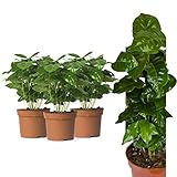 3 Echte Kaffee Pflanze Coffea Arabica ca. 30cm - Kaffeepflanze Kaffeestrauch, Zimmerpflanzen,...