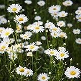 200 pcs blumensamen mehrjährig winterhart samen wildblumensamen mehrjährig blumenwiese samen...