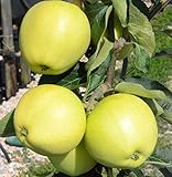 Weißer Klarapfel, Sommerapfel Syn. Roggenapfel Buschbaum ca. 110-140 cm 9,5 Liter Topf Unterlage...