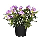 Rhododendron Cataw. Grandiflorum Alpenrose lila 30-40cm im Topf gewachsen