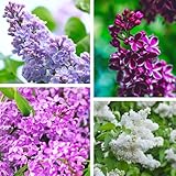 200+ Stück Gemischte Flieder Samen für die Bepflanzung 4 Farben Extrem Duftende Blumen Stauden...