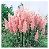 Stauden Gänge 1 x Cortaderia selloana 'Rosea' im 1 Liter Topf...