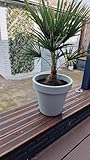 Chamaerops Humilis Zwergpalme Höhe 65 cm Ø17