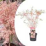 Plant in a Box - Acer Palmatum 'Taylor' - Japanischer Ahorn - winterhart - Baum - Topf 19cm - Höhe...