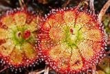 Drosera Sessilifolia,Fleischfressende, Sonnentau- frosthart,