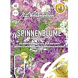 Spinnenblume Spider Mix, attraktive Mischung in rosa, weiß und violett, bienenfreundlich, Samen