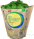 tegut… Bio Basilikum im Topf, ein Stück