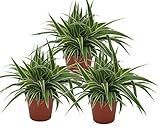 Grünlilie, (Chlorophytum comosum), luftreinigende Zimmer und Büropflanze, (3 Pflanzen je im 12cm...