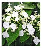 BALDUR Garten Kletter-Hortensien 'Semiola®', 1 Pflanze, Hydrangea petiolaris, blühende...