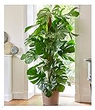 BALDUR Garten Monstera - Fensterblatt ca. 60-70 cm hoch, 1 Pflanze, Luftreinigende Zimmerpflanze...