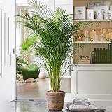 Gardener's Dream Areca Palme (Goldfruchtpalme) - XXL Zimmerpflanze, Tropisch, Immergrüne...