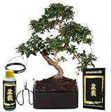 vdvelde.com - Bonsaiworld Bonsai Easy care - Bonsai Baum Echt S-Form mit Starterkit - Ca. 12 Jahre...