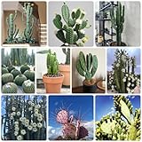 80 Pcs Kaktus Seltene Kakteen Samen - Opuntia Dillenii - Sukkulenten Echte Pflanzen, Cactus...