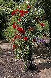 Kletterrose Santana in Rot - Kletter-Rose winterhart & duftend - Pflanze für Rankhilfe...