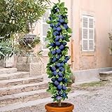Pflaumenbaum - Säulenobstbäume - 80/90 cm hoch - Ideal für Balkon, Terrasse, Kleiner Garten -...