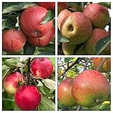 Familienbaum Vierling Apfelbaum mit den 4 Apfel Sorten Gala Elstar Cox Jonagold ca. 100-120 cm 7,5 L...