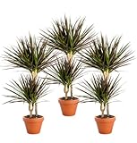 Pflanze Plus | 3er-Set Drachenbaum | Ø 50 cm | ø 12-15cm Topf | Pflegeleichte Zimmerpflanzen für...