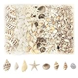 MoguGo 210 Stück Muscheln 8 Arten Muscheln zum Basteln Natürliche Muscheln Deko Muscheln Gemischt...