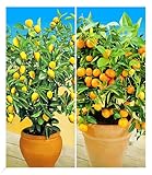BALDUR Garten Zitronen- & Orangenbaum,2 Pflanzen, leuchtende, essbare Früchte, duftende Blüten,...