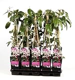Immergrüne Clematis Armandii 'Apple Blossom' – Kletterpflanze 60-80 cm | Winterhart, Duftend &...